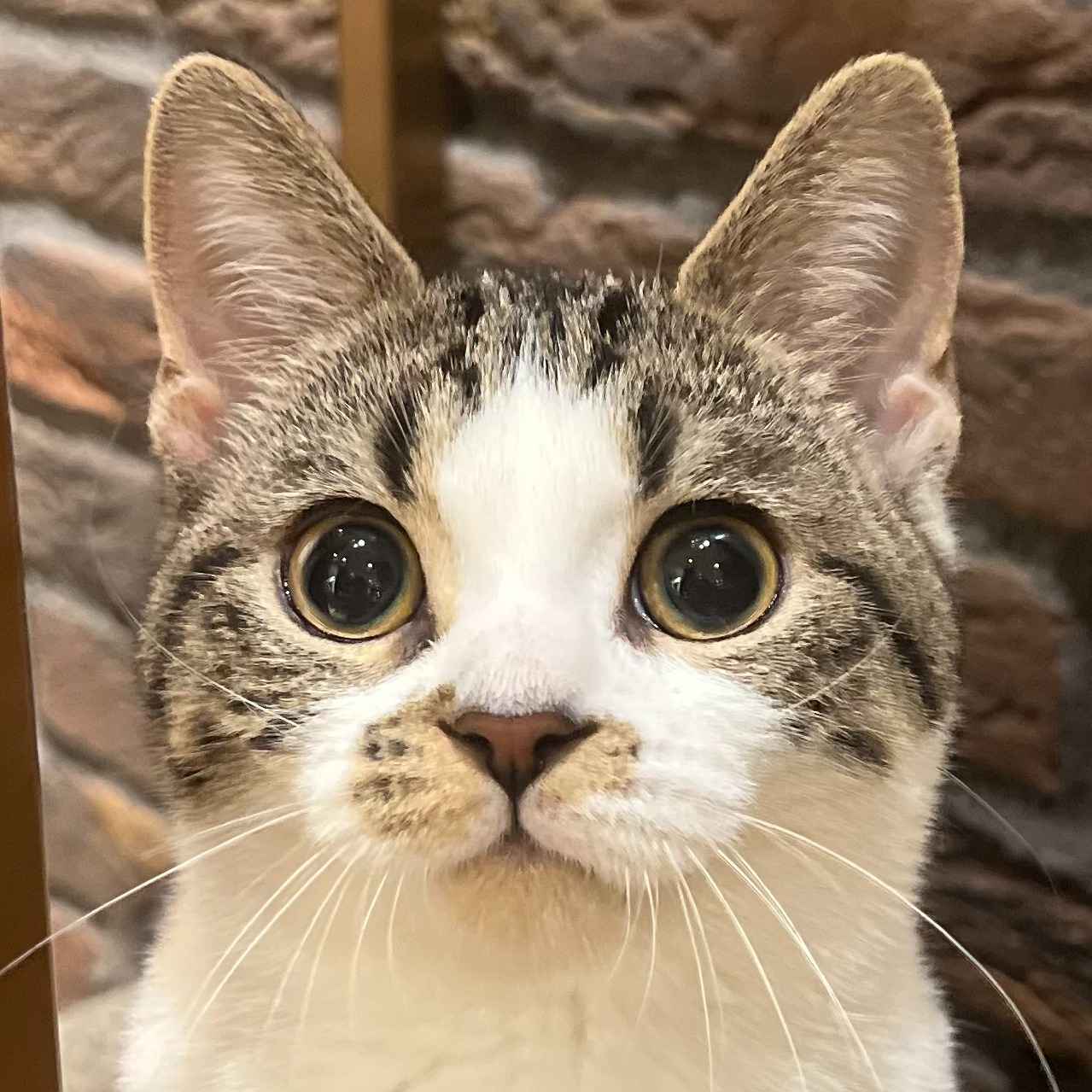 キノピオ